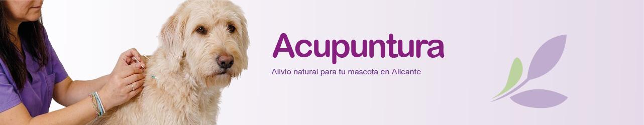 movil acupuntura yayvet