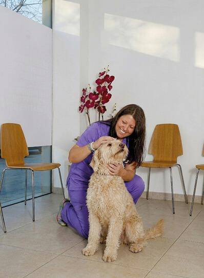 mascota yayvet